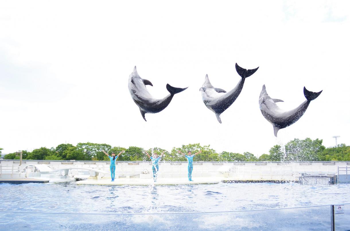 京都鉄道博物館 京都水族館セットチケット付プラン ホテル周辺で楽しめるおすすめスポット 年7月23日グランドオープン ホテル エミオン 京都 京都鉄道博物館 京都水族館セットチケット付プラン ホテル周辺で楽しめるおすすめスポット 年7月23日グランドオープン ホテル エミオン 京都